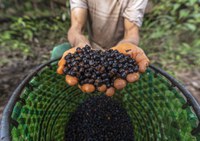 Mercado de serviços ambientais será chave para preservar florestas, diz ministro