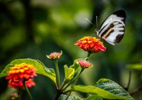 Um ano após ratificação do Protocolo de Nagoia, Governo Federal destaca iniciativas em defesa da biodiversidade brasileira