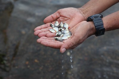 Projeto  + Pesca de repovoamento de peixes nas barragens e açudes dos interiores do nordeste