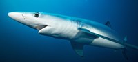 Brasil patrocina adoção de limites para pesca do tubarão azul no Atlântico Sul