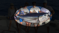 Brasil vai ao Egito defender sua cota de captura de atuns