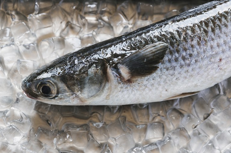 Edital de seleção de embarcações para obtenção de Autorização de Pesca Especial Temporária para captura de tainha no ano de 2025 é publicado