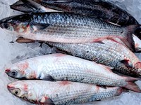 Ministério da Pesca e Aquicultura divulga lista de embarcações de cerco/traineira com temporada de pesca da tainha encerrada