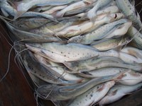 Pesca da piracatinga proibida em todo o território nacional