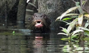 A caça predatória na Amazônia e a recuperação das ariranhas do rio Negro