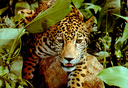 A pesquisa em unidades de conservação na Amazônia Oriental