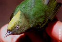 A primeira espécie de ave híbrida da Amazônia