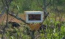 Artigo aponta grande biodiversidade de abelhas em áreas de canga na Amazônia