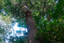 Castanheira - uma das espécies de árvores mais longevas da Amazônia