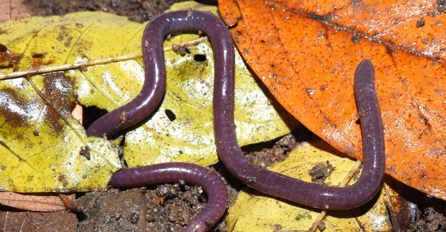 imagem de um anfibio conhecido como cecília ou 'cobra-cega' no seu habitat, com parte de solo e folhas