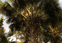 Da raiz aos frutos, as palmeiras são riquezas das populações amazônicas