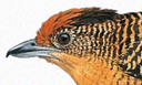 DNA de passarinhos aprofunda conhecimento sobre Amazônia