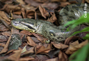 Estudo revela a rica diversidade das serpentes nas Américas