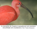 Guará - o íbis brasileiro