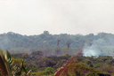 Incêndio atinge terras da etnia Awa-Guajá no Maranhão