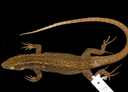 Museu Goeldi registra nova espécie de lagarto na Colômbia