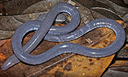 Nova espécie de "cobra-cega" na Guiana Francesa