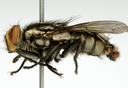 Nova espécie de mosca é descrita por cientistas do Museu Goeldi e publicada em revista científica