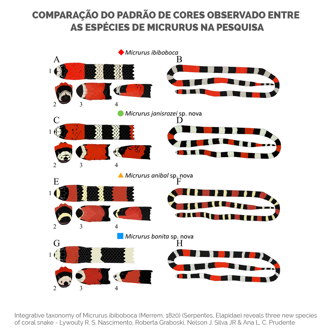 img_noticia-cobras-corais.png