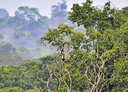 O delicado equilíbrio dos ecossistemas amazônicos na nova edição do Boletim do Museu Goeldi