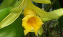 Orquídea especial é identificada em floresta urbana de Belém