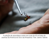 Pesquisador do Museu Goeldi é um dos dez cientistas com mais descobertas de aranhas no mundo