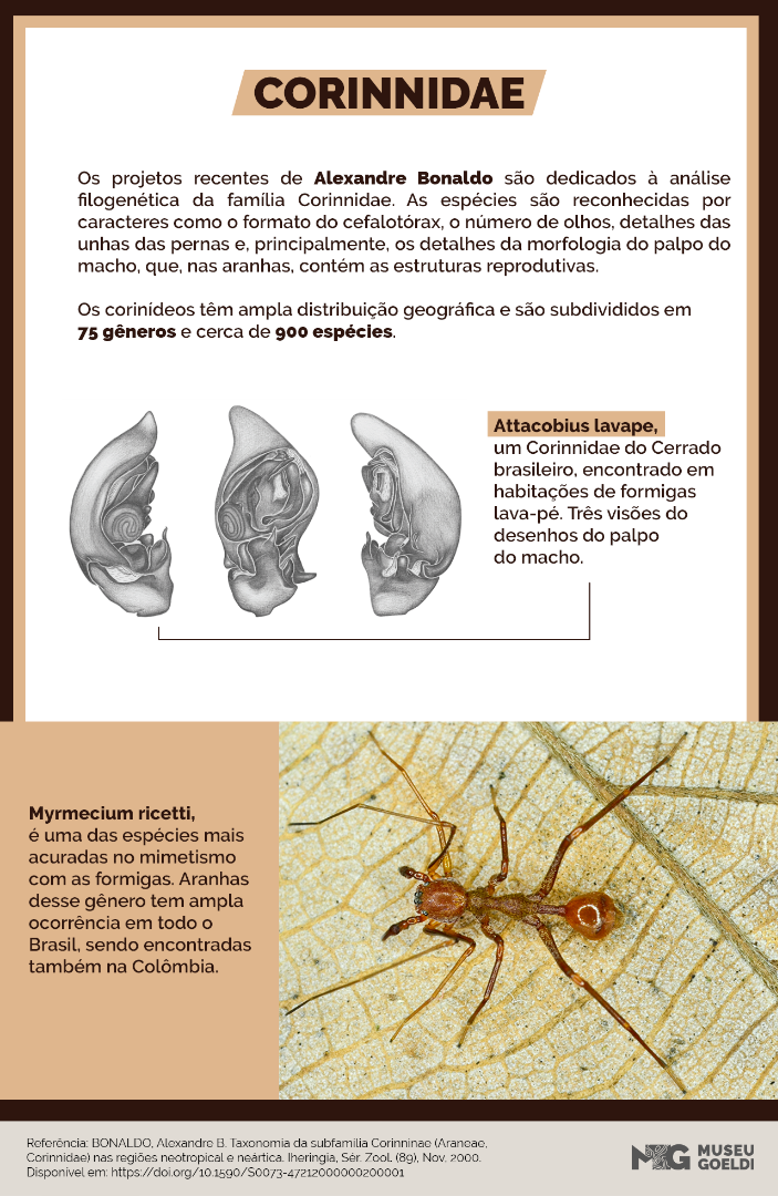 INFO-Corinnidae-ajustado.png