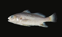 Pesquisadores nomeiam nova espécie de peixe em homenagem ao Museu Goeldi