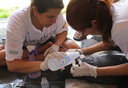 Pesquisadores resgatam filhote de peixe-boi-da-Amazônia no Marajó