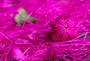 Tons de rosa pelo caminho: a floração do jambeiro no Museu Goeldi