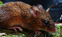 Três novas espécies de roedores são identificadas no estado do Pará