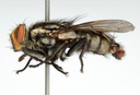 Uma nova espécie de mosca é descoberta na Feira do Ver-O-Peso