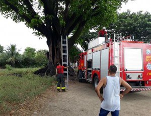 Árvores são incendiadas no Terreiro de Pai Adão Ilê Axé Obá Ogunté