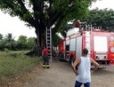 Árvores são incendiadas no Terreiro de Pai Adão Ilê Axé Obá Ogunté