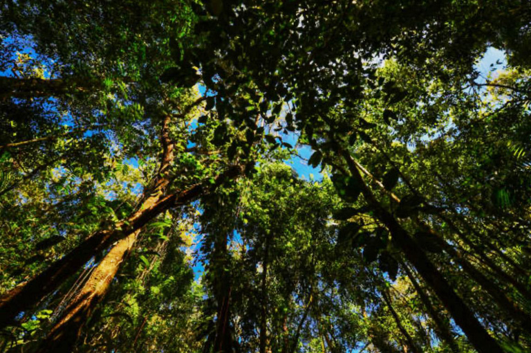 As copas altas dos jequitibás e dos pau-brasis formam um abrigo para uma fauna diversa e silenciosa