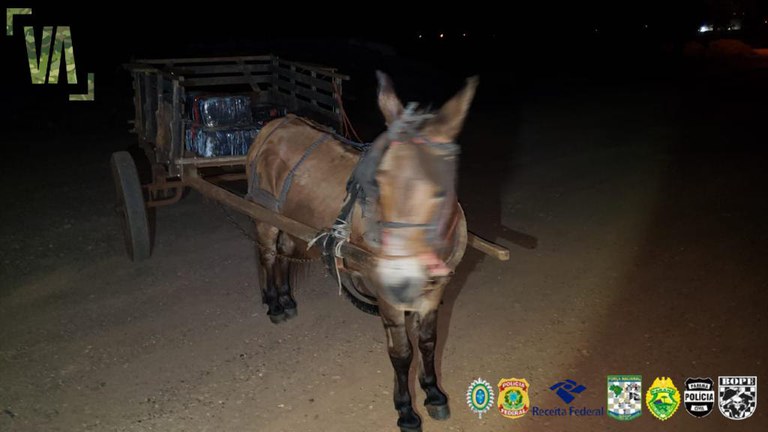 apreensão maconha e burro 2.jfif