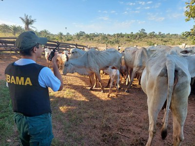 PF e MPF deflagram operação contra falsidade ideológica e lavagem de capitais