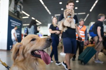 Guia para transporte seguro de animais de estimação é lançado por entidades do setor aéreo