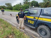 PRF prende homem por receptação de veículo em Palmeira dos Índios