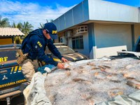 PRF-AM apreende mais de uma tonelada de pescado em Humaitá