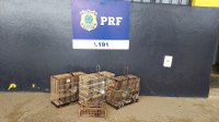 PRF-AM resgata aves que estavam sendo transportadas ilegalmente