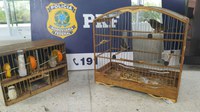 PRF flagra crime ambiental e resgata pássaros sendo transportados irregularmente dentro de mochilas de viagem