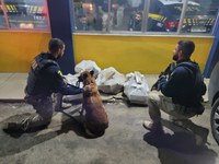 Cão farejador da PRF encontra quase 100 Kg de maconha durante abordagem a ônibus em Feira de Santana (BA); Veja o vídeo