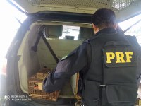 Em ocorrências distintas, PRF resgata pássaros sendo transportados irregularmente em trechos baianos das Brs 101 e 116