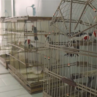 Após campanha educativa, PRF resgata 199 animais silvestres no nordeste baiano