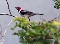 PRF resgata, em operação conjunta, 26 aves silvestres na cidade de Paulo Afonso (BA)