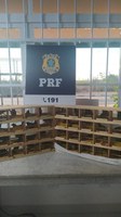 42 aves silvestres que eram transportadas no bagageiro de um ônibus de turismo, foram resgatadas pela PRF na BR 116, em Vitória da Conquista (BA)
