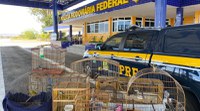 Em 9 meses, PRF resgata quase 6.500 animais silvestres durante fiscalizações nas rodovias federais da Bahia