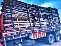 Após abordagem a caminhão, PRF apreende carga de madeira sem licença ambiental