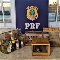 Em ocorrências distintas, PRF resgata 26 pássaros sendo transportados irregularmente dentro de ônibus